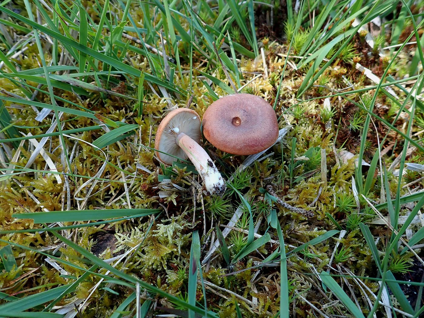 Photo by Penny Cullington Lactarius quietus by Penny Cullington